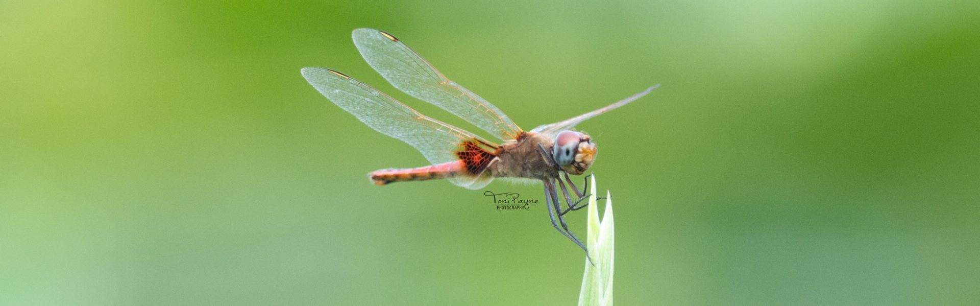 Toni Payne | Wildlife | Nature |  Photographer and Documentary Filmmaker