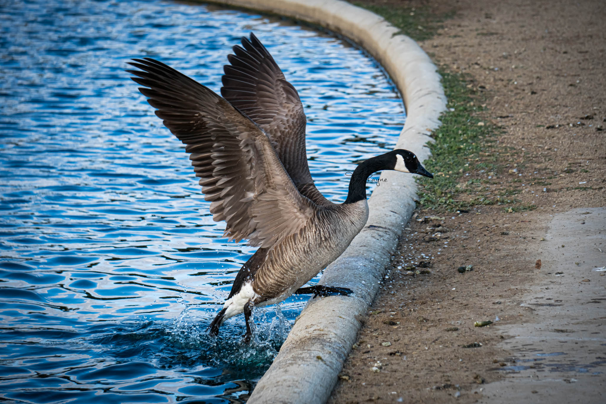 The Canadian Geese Invasion: Understanding the Migration to California