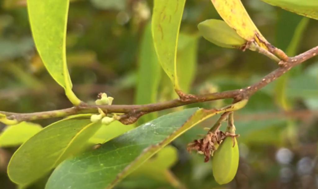 Coco Plum Tree: Facts and Findings ~ Toni Payne | Nature Explorer and ...