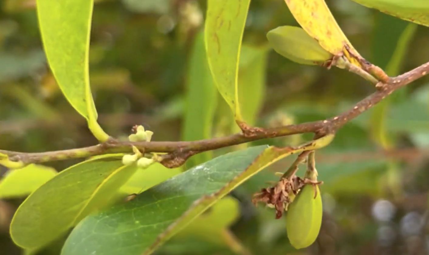 Coco Plum Tree: Facts and Findings