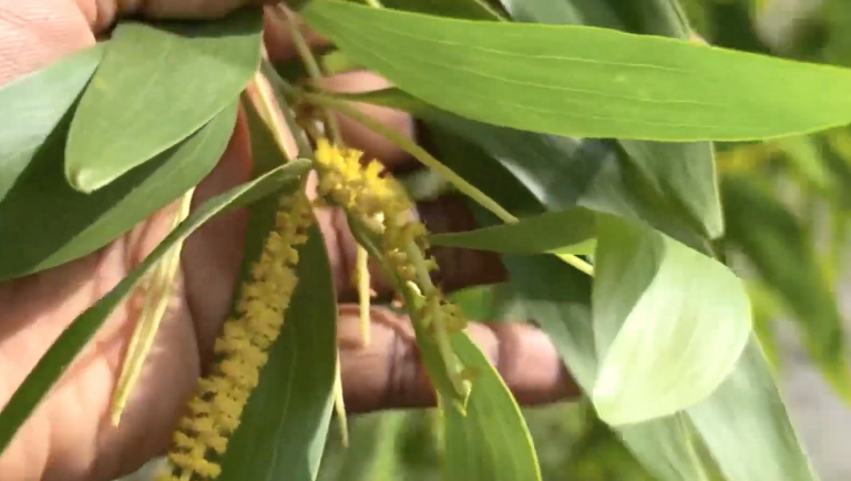 Acacia Auriculiformis is not just a Firefighter