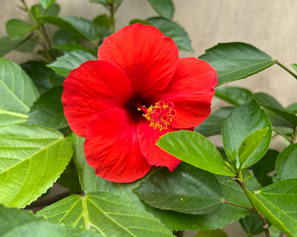 Zobo: Nigeria’s Hibiscus Infusion – A Culinary and Cultural Delight