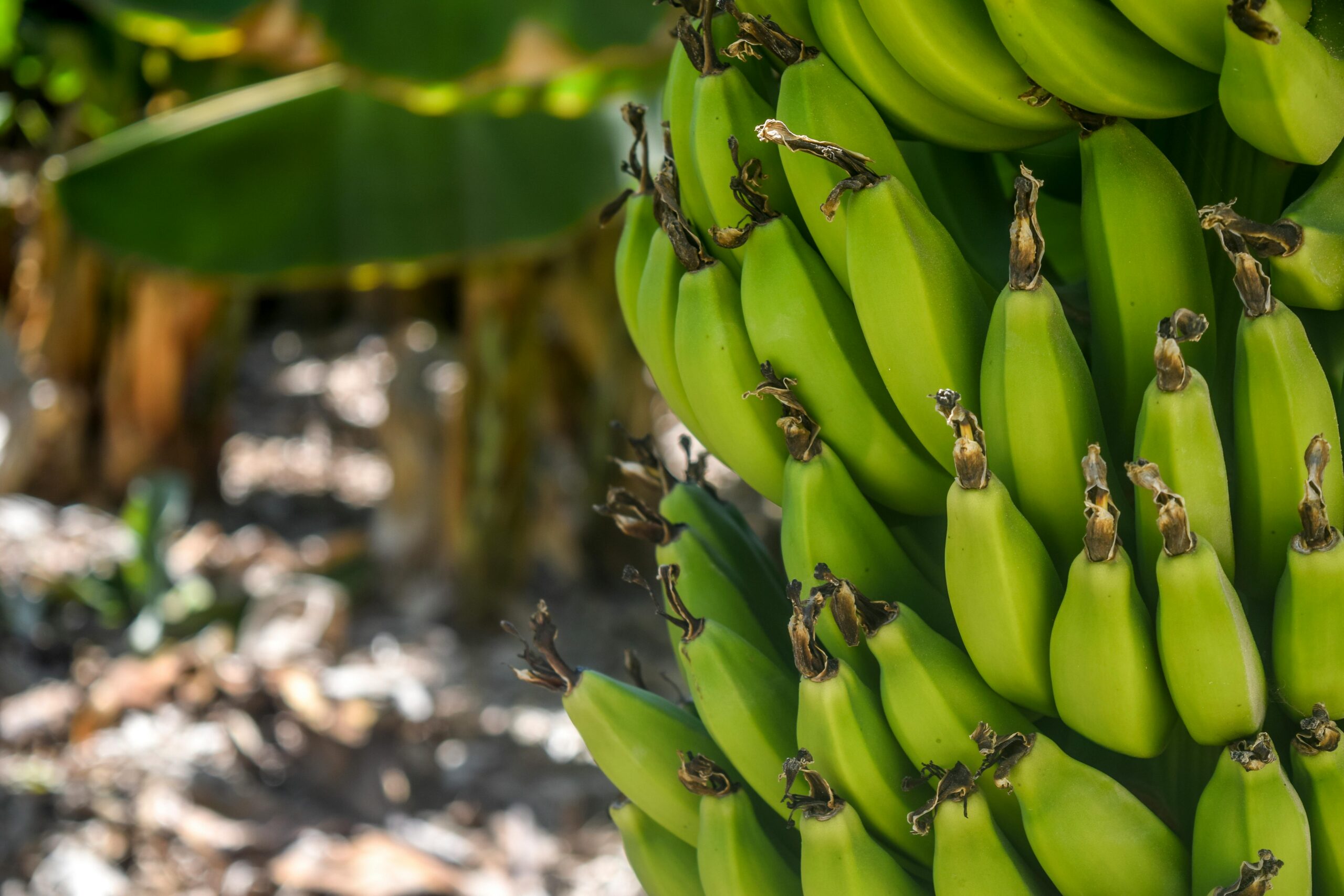 Banana plants are technically herbs, not trees